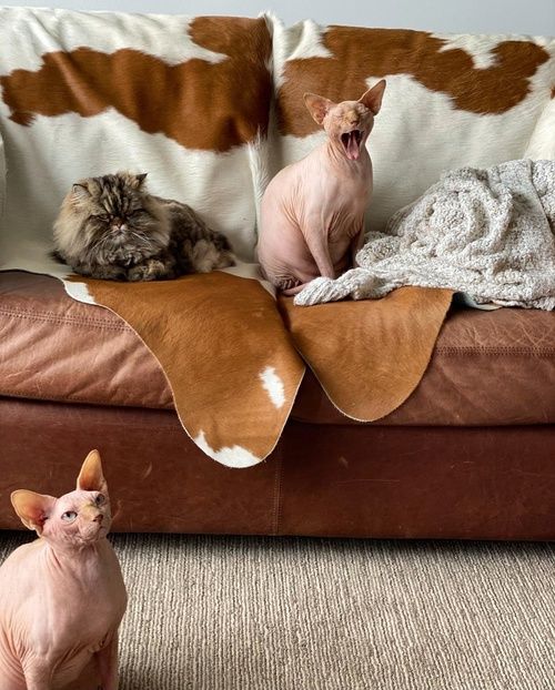 10 cách bảo vệ ghế sofa của bạn khỏi thú cưng