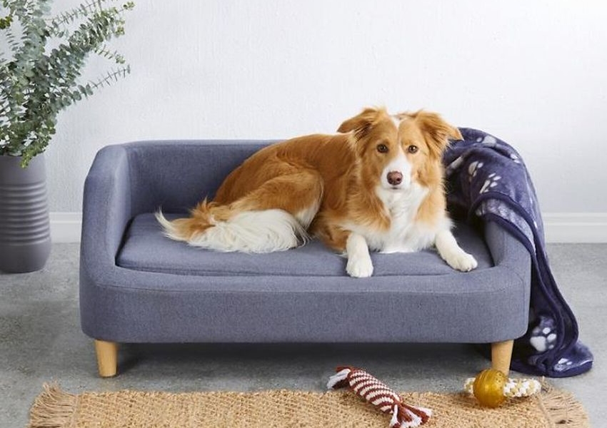 10 cách bảo vệ bọc ghế sofa của bạn khỏi thú cưng