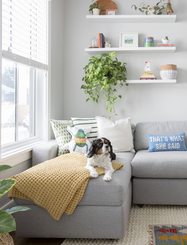 Bọc ghế sofa - Ghế sofa tốt nhất cho cả chủ và thú cưng