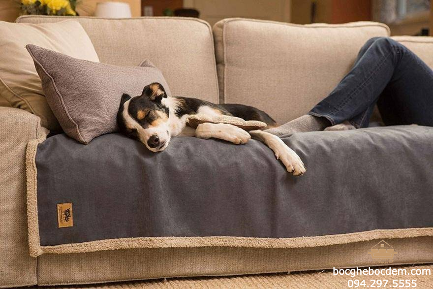 Chọn sofa cho gia đình nuôi thú cưng