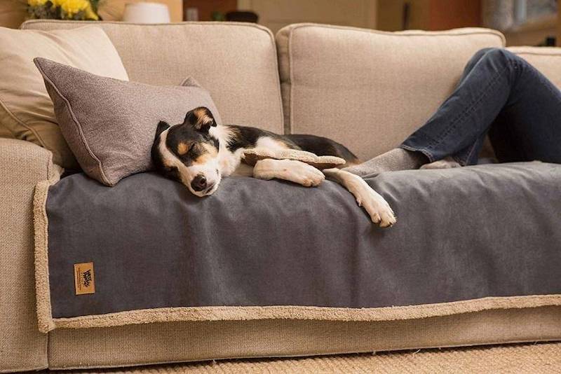 Giải pháp dành cho ghế sofa đối với gia đình có thú cưng