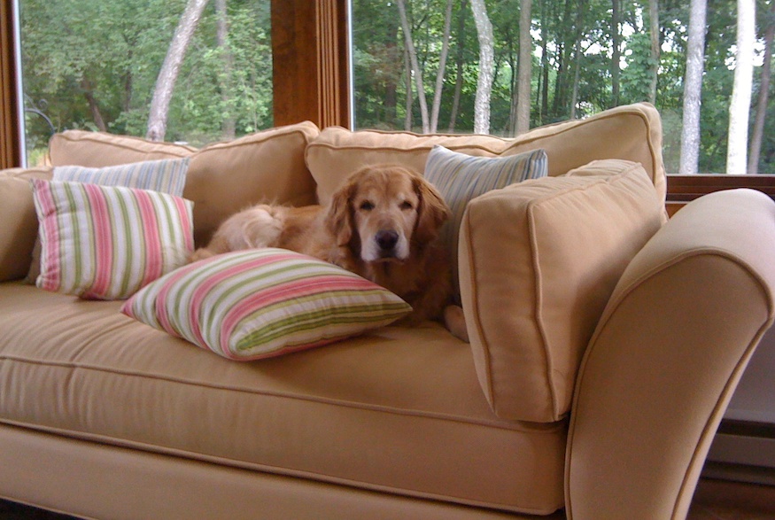 Gợi ý cách chọn sofa cho người nuôi thú cưng