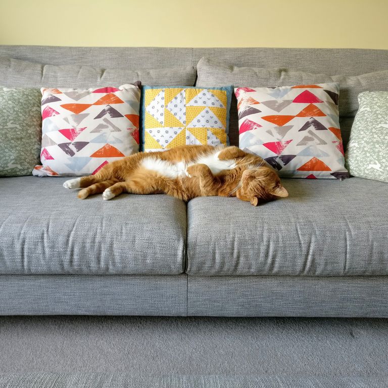 10 cách bảo vệ bọc ghế sofa của bạn khỏi thú cưng