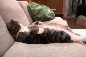 Cách khử mùi nước tiểu của thú cưng trên nệm ghế Sofa