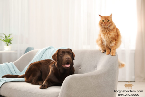 Chọn sofa cho gia đình nuôi thú cưng