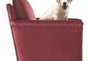 Ghế sofa thân thiện với thú cưng: Lựa chọn tốt nhất cho người nuôi chó mèo