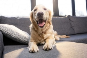 Gợi ý cách chọn sofa cho người nuôi thú cưng