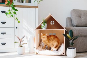 Top 8 quy tắc nội thất khi sống chung với thú cưng